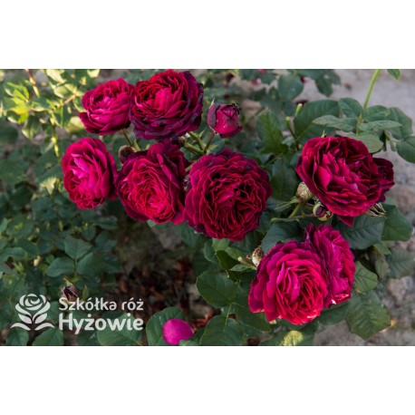 Gräfin von Hardenberg® Duży, nabity płatkami kwiat, ciemno-karminowej barwy, intensywnie pachnie. Średniej wysokości krzew.