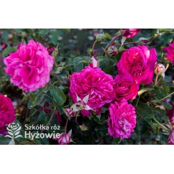 Maxim® Pokaźny kwiat, nabity płatkami, malinowej barwy, mocno intensywnym zapachu. Niski krzew.