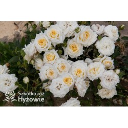 Honeymilk® Drobny, nabite płatkami kwiaty, kremowej barwy. Niziutki krzew.