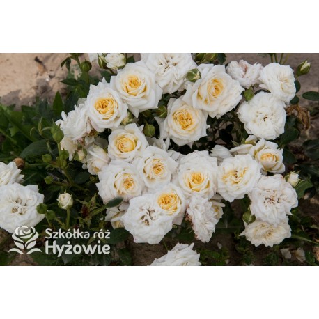 Honeymilk® Drobny, nabite płatkami kwiaty, kremowej barwy. Niziutki krzew.