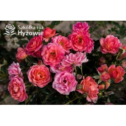 Mandarin®Drobne kwiaty, łososiowo-pomarańczowej barwy. Niziutki krzew.