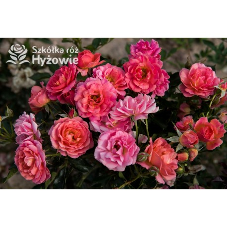 Mandarin®Drobne kwiaty, łososiowo-pomarańczowej barwy. Niziutki krzew.