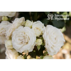 Schneeküsschen® Drobne, bardzo pełne kwiaty , śnieżnobiałej barwy. Niziutki krzew.