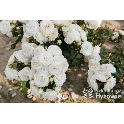 Schneeküsschen® Drobne, bardzo pełne kwiaty , śnieżnobiałej barwy. Niziutki krzew.