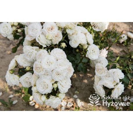 Schneeküsschen® Drobne, bardzo pełne kwiaty , śnieżnobiałej barwy. Niziutki krzew.