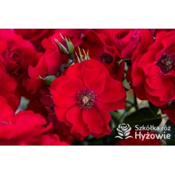 Paprika® Duże kwiaty , czerwonej barwy. Średniej wysokości krzew.