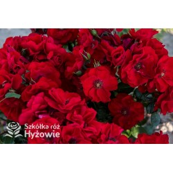 Paprika® Duże kwiaty , czerwonej barwy. Średniej wysokości krzew.