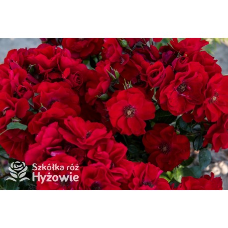 Paprika® Duże kwiaty , czerwonej barwy. Średniej wysokości krzew.