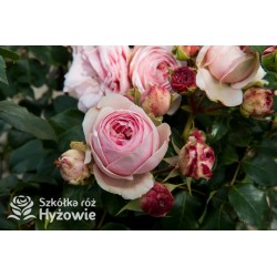 Giardina® Pokaźne , rozetkowe kwiaty, barwy pudroworóżowej , mocno pachnące. Wysoki krzew.