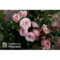 Giardina® Pokaźne , rozetkowe kwiaty, barwy pudroworóżowej , mocno pachnące. Wysoki krzew.