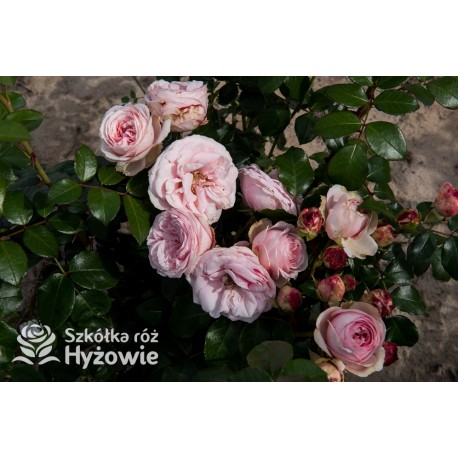 Giardina® Pokaźne , rozetkowe kwiaty, barwy pudroworóżowej , mocno pachnące. Wysoki krzew.