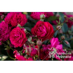 Lola® Drobne kwiatuszki, malinowej barwy, bardzo przyjemnie pachnie. Wysoki krzew.