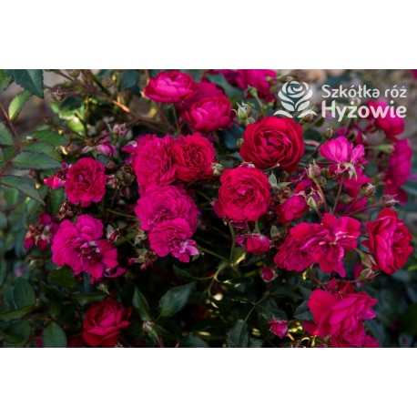 Lola® Drobne kwiatuszki, malinowej barwy, bardzo przyjemnie pachnie. Wysoki krzew.