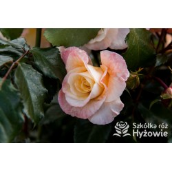 Moonlight® Pokaźne kwiaty, pełne, herbacianej barwy, mocno przyjemnie pachnące. Wysoki krzew.