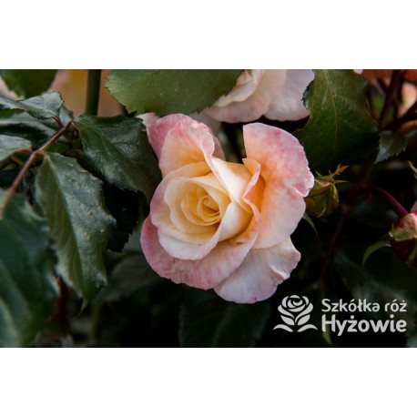 Moonlight® Pokaźne kwiaty, pełne, herbacianej barwy, mocno przyjemnie pachnące. Wysoki krzew.