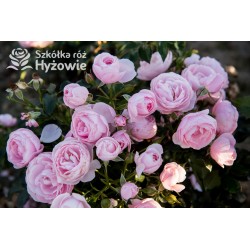 Hans Gönewein Rose® Pełne kwiaty, o jasnoróżowej barwie i intensywnym zapachu. Niski krzew.