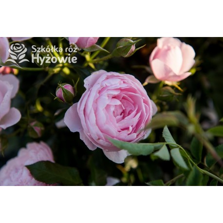 Hans Gönewein Rose® Pełne kwiaty, o jasnoróżowej barwie i intensywnym zapachu. Niski krzew.