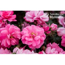 Mirato® Drobne, pełne kwiaty, różowej barwy, delikatnie pachnące. Błyszczący liść. Niski krzew.