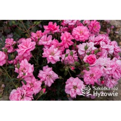 Mirato® Drobne, pełne kwiaty, różowej barwy, delikatnie pachnące. Błyszczący liść. Niski krzew.