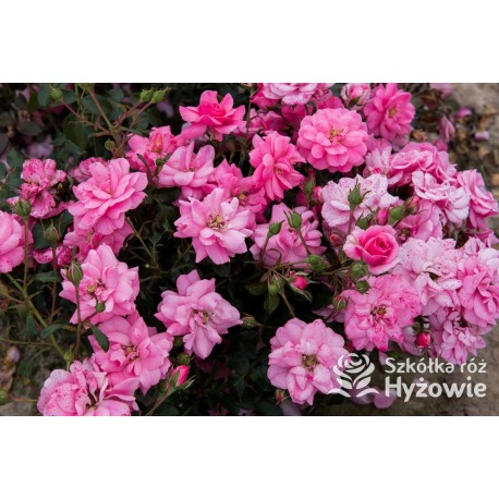 Mirato® Drobne, pełne kwiaty, różowej barwy, delikatnie pachnące. Błyszczący liść. Niski krzew.