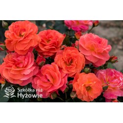 Morning Sun® Pomarańczowej barwy, pełne kwiaty, przyjemnie pachnące.  Niski krzew.