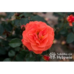 Morning Sun® Pomarańczowej barwy, pełne kwiaty, przyjemnie pachnące.  Niski krzew.