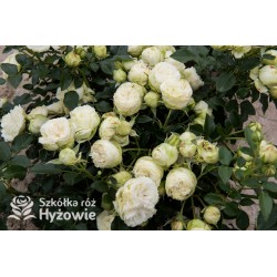 Lemon Rokoko® Duży, nabity płatkami kwiat, kremowej barwy, delikatnie pachnący. Niski krzew.