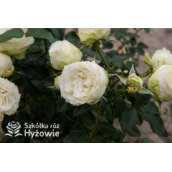 Lemon Rokoko® Duży, nabity płatkami kwiat, kremowej barwy, delikatnie pachnący. Niski krzew.