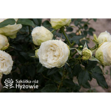 Lemon Rokoko® Duży, nabity płatkami kwiat, kremowej barwy, delikatnie pachnący. Niski krzew.