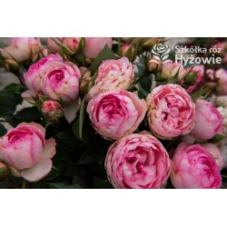 Lovely Rokoko® Różowej barwy, kuliste kwiaty. Niski krzew