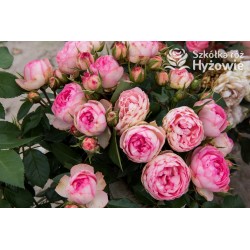 Lovely Rokoko® Różowej barwy, kuliste kwiaty. Niski krzew