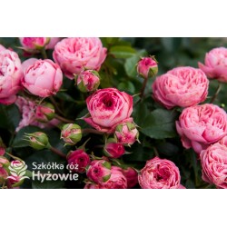 Playful Rokoko® Małe, nabite płatkami kwiaty, różowej barwy. Niski krzew.