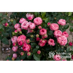 Playful Rokoko® Małe, nabite płatkami kwiaty, różowej barwy. Niski krzew.