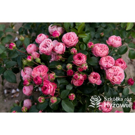 Playful Rokoko® Małe, nabite płatkami kwiaty, różowej barwy. Niski krzew.