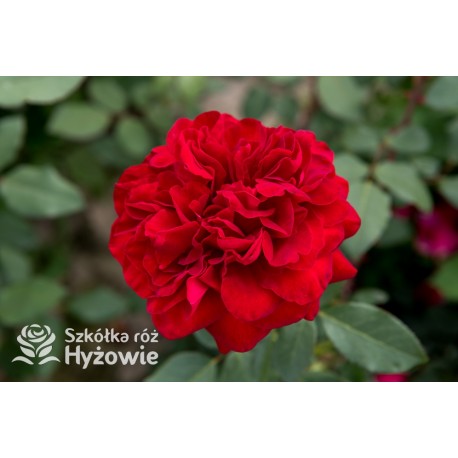 Störtebeker® Pokaźny, nabity płatkami kwiat, czerwonej barwy. Bardzo przyjemnie pachnie. Średniej wysokości krzew.