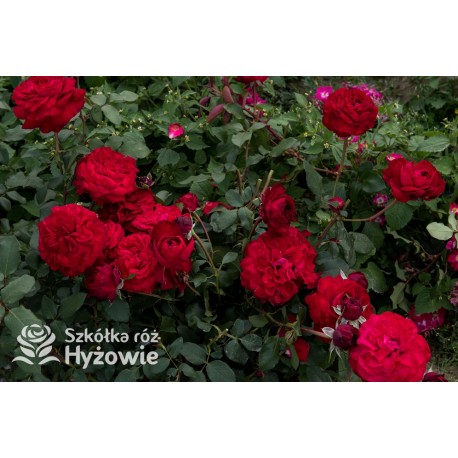 Störtebeker® Pokaźny, nabity płatkami kwiat, czerwonej barwy. Bardzo przyjemnie pachnie. Średniej wysokości krzew.