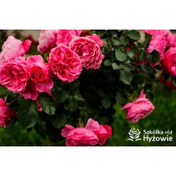 'Leonardo' Duże, szczelnie nabite płatkami kwiaty, różowej barwy.  Średniej wysokości krzew.