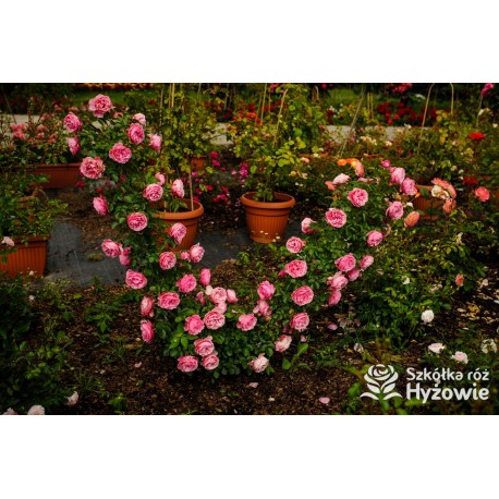 'Leonardo' Duże, szczelnie nabite płatkami kwiaty, różowej barwy.  Średniej wysokości krzew.