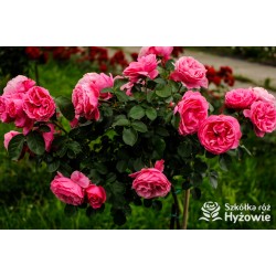 'Leonardo' Duże, szczelnie nabite płatkami kwiaty, różowej barwy.  Średniej wysokości krzew.