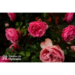 'Leonardo' Duże, szczelnie nabite płatkami kwiaty, różowej barwy.  Średniej wysokości krzew.