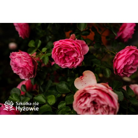 'Leonardo' Duże, szczelnie nabite płatkami kwiaty, różowej barwy.  Średniej wysokości krzew.