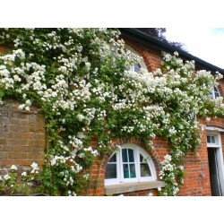 'Bobby James' Drobne, puste kwiaty , białej barwy, bardzo przyjemnie pachnące . Wysoki krzew.