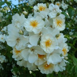 'Bobby James' Drobne, puste kwiaty , białej barwy, bardzo przyjemnie pachnące . Wysoki krzew.