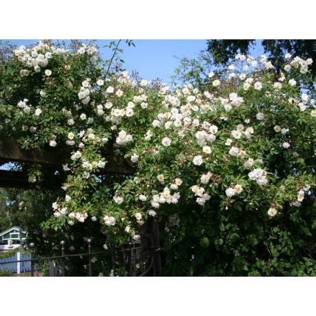 'Bobby James' Drobne, puste kwiaty , białej barwy, bardzo przyjemnie pachnące . Wysoki krzew.