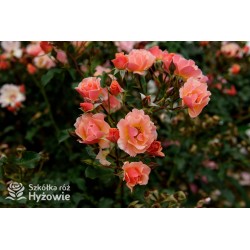 Jazz® małe, półpełne kwiaty, o niespotykanej morelowej barwie. Delikatnie pachnąca. Niski krzew.