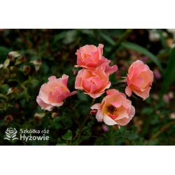 Jazz® małe, półpełne kwiaty, o niespotykanej morelowej barwie. Delikatnie pachnąca. Niski krzew.