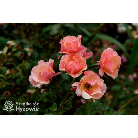 Jazz® małe, półpełne kwiaty, o niespotykanej morelowej barwie. Delikatnie pachnąca. Niski krzew.