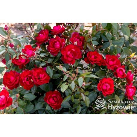 Milano® Bogata liczba szkarłatnych kwiatów. Niski krzew.