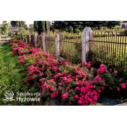 Stadt Rom® niesamowita liczba półpełnych kwiatów o ciemnoróżowej barwie. Mocno zielone liście. Niski krzew.