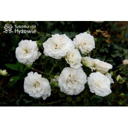 Kastelruther Spatzen® drobne, bogato kwitnące kwiaty o białej barwie, przyjemnie pachnące. Niski krzew.